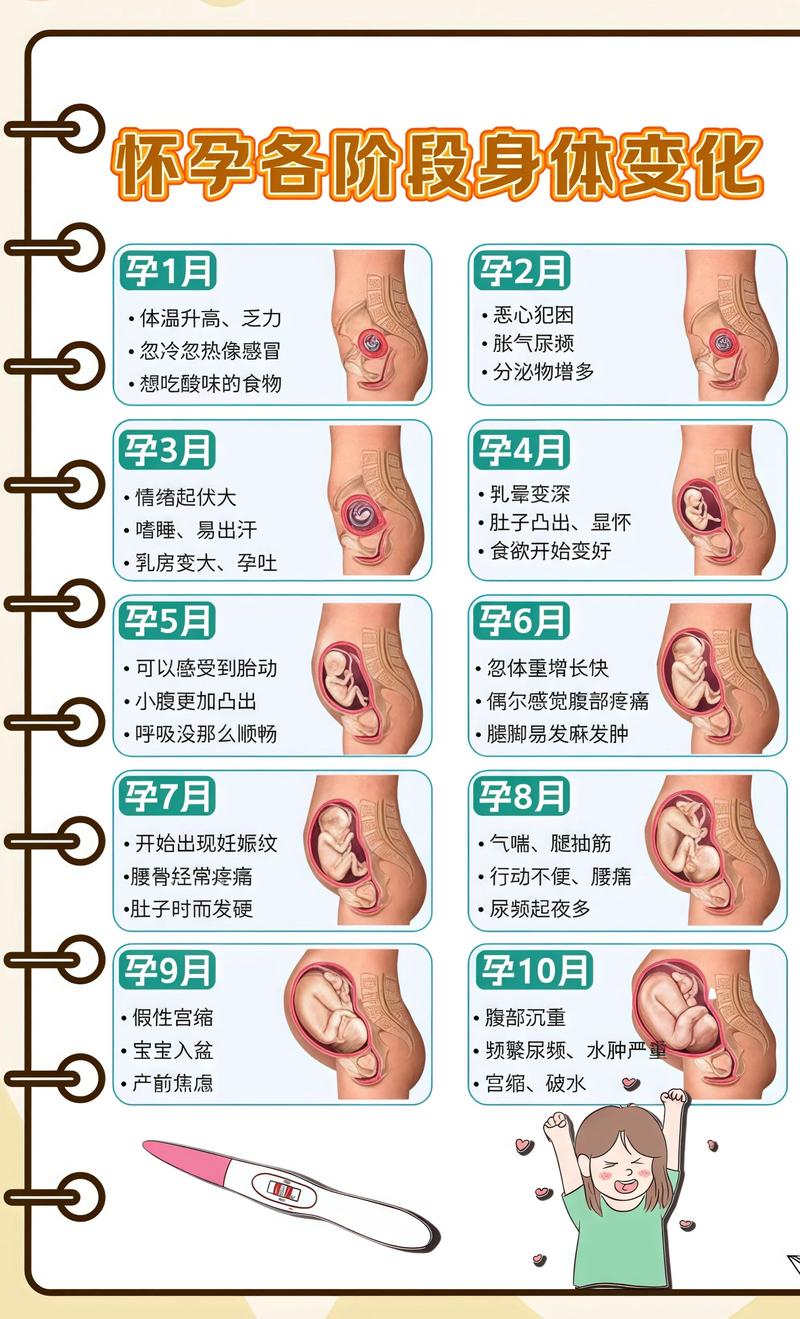 揭秘供卵代孕妈妈怀孕小腹分两节，孕期变化的奥秘宝山代生机构: